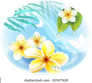 Frangipani plumeria flowers on the water