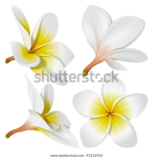 フランジパニ語 プルメリア ハワイ バリ インドネシア シュリランカの熱帯のネックレスの花 ベクターイラスト のベクター画像素材 ロイヤリティフリー