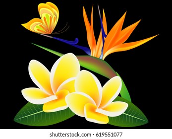 Frangipani (Plumeria) with a paradise flower and a butterfly, on a black background.