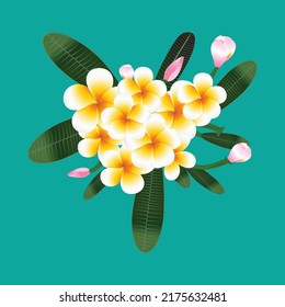 Plumeria frangipani o vector de la flor del templo