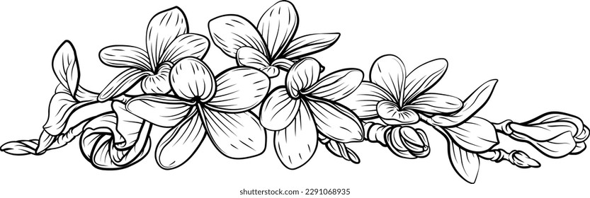 A frangipani plumeria tropical bali floral flower in a woodcut vintage retro style
