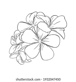 Tropenblüte Frangipani oder Plumeria. Graviertes hawaiisches Frangipani einzeln auf weißem Hintergrund. Umfassende Vektorgrafik