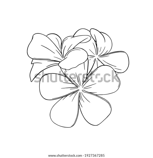 Frangipani Plumeria Tropical Flower Engraved Frangipani Stock Vector ...