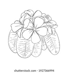 Frangipani or plumeria tropical flower with leaves. Engraved frangipani isolated in white background. Outline vector illustration