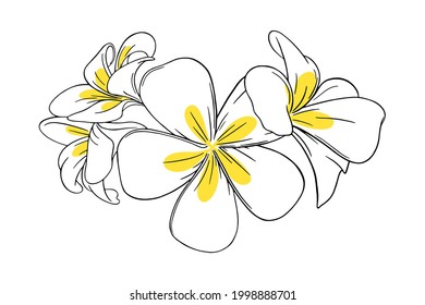 Frangipani oder tropische Plumeria für Leib. Graviert Frangipani mit gelben Blütenblättern einzeln auf weißem Hintergrund. Umfassende Vektorgrafik