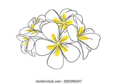 Frangipani oder tropische Plumeria für Leib. Frangipani mit gelben Blütenblättern einzeln auf weißem Hintergrund. Umfassende Vektorgrafik