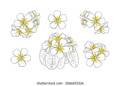 Frangipani oder tropische Plumeria für Leib. Handgezeichnet Frangipani mit gelben Blütenblättern einzeln auf weißem Hintergrund. Umfassende Vektorgrafik