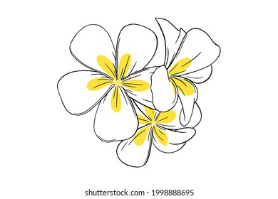 Frangipani or plumeria tropical flower. Yellow and white frangipani isolated in white background. Outline vector illustration