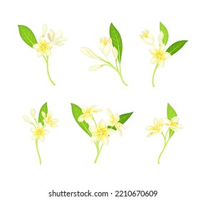 Frangipani or Plumeria White Flower with Green Leaf on Stem Vector Set