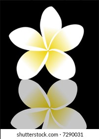 frangipani with refection over black