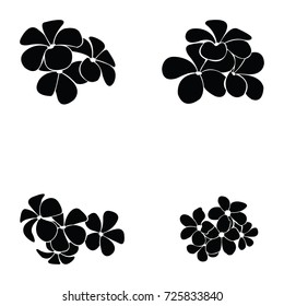frangipani silhouette