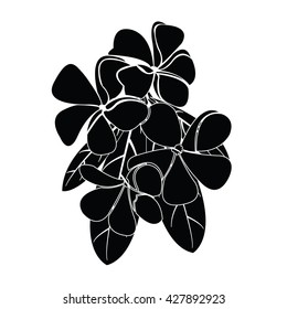 frangipani silhouettes for design vector