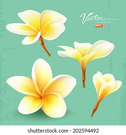 Frangipani, thailand flower collections design, vector illustration