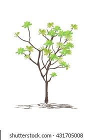 frangipani tree. temple tree. graveyard tree isolated vector illustration