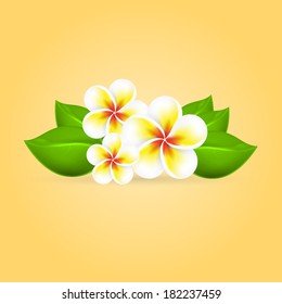 Frangipani tropical flower. EPS10 vector.