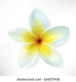 Frangipani. Vector flower isolated on white.