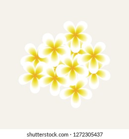Frangipani. Vector flower on white. - Vector