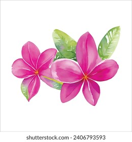 Frangipani. Watercolor botanical illustration. Isolated on a white background. For the design of packaging for cosmet