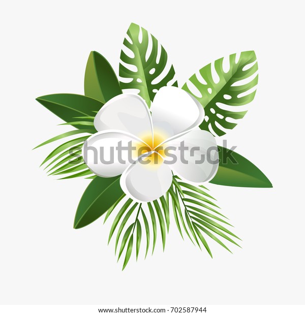 Frangipani White Plumeria Tropical Jasmine Floral Stock Vector (Royalty ...