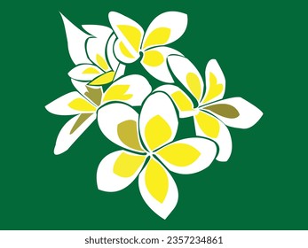 Frangipanis blossoming. White frangipani flower beautiful tropical flower isolated on white background.