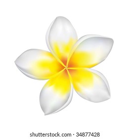Ilustración frangipani-vectorial