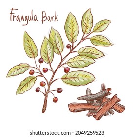 Frangula or buckthorns twig with berrys. Vector illustration