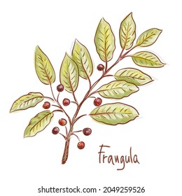 Frangula or buckthorns twig with berrys. Vector illustration