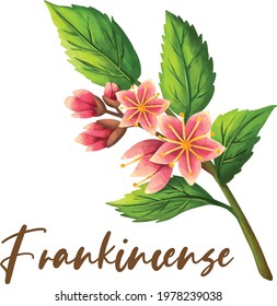 Frankincense illustration water colour ingredient tea flavour essential oil