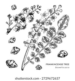 Árbol de incienso dibujado a mano Ilustración vectorial. Boswellia Sacra con resina. Croquis de plantas aromáticas para perfumería, aromaterapia, medicina herbaria. No se genera IA