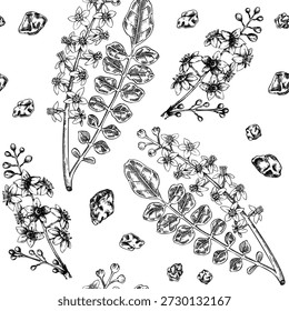 Frankincense tree hand drawn vector illustration. Boswellia Sacra with resin. Aromatic plant seamless pattern. Vintage botanical background. Not AI Generated