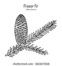 Fraser fir (Abies fraseri), state Christmas tree of North Carolina. Hand drawn botanical vector illustration