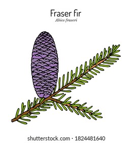 Fraser fir (Abies fraseri), state Christmas tree of North Carolina. Hand drawn botanical vector illustration