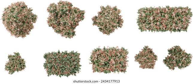 Fraser photinia Trees isolated on white background, tropical trees isolated used for architecture .top view