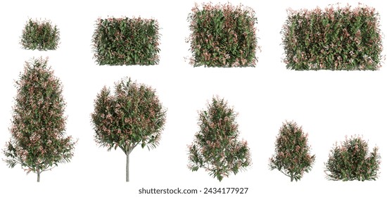 Fraser photinia Trees isolated on white background, tropical trees isolated used for architecture