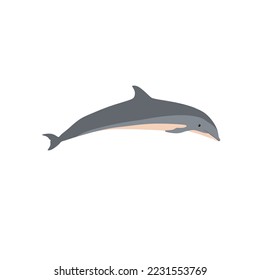 Fraser's dolphin, Lagenodelphis hosei also known as the Sarawak dolphin or Borneo Dolphin can be found in deep waters in the Pacific Ocean and to a lesser extent in the Indian and Atlantic Oceans