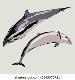 FRASER'S DOLPHIN (Lagenodelphis hosei). Marine mammal illustration collection (vector illustration)
