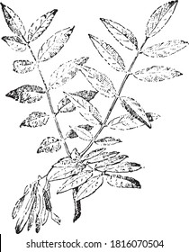 Fraxinus, del Diccionario de Palabra y Cosas, 1888.