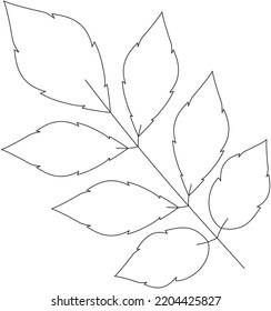 Fraxinus excelsior ash tree leaf vector icon black and white
