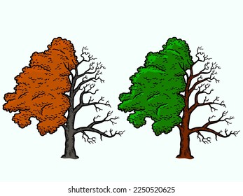 Fraxinus, tree is half bald, colored green and red . Engraving vector illustration. Sketch scratch board.