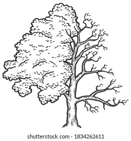Fraxinus, Baum ist eine halbe Glatze. Gravur, Vektorgrafik. Sketch-Kratzer-Imitation.