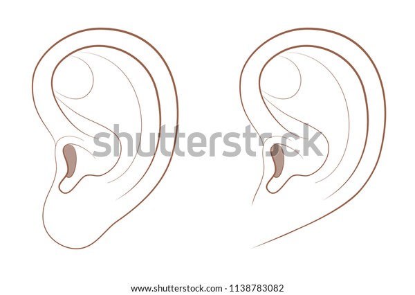 Free earlobe and\
attached earlobe in comparison. Different appearance of the human\
ear because of recessive gene frequency. Isolated comic vector\
illustration on white\
background.
