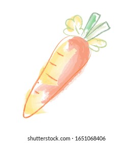 Free hand drawing vector. Fresh carrot on white background.