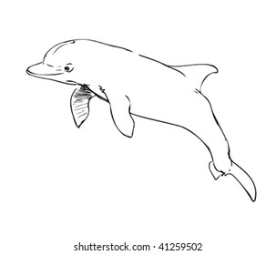 free hand drawn bottlenose dolphin (the common dolphin