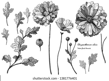 Free hand drawn sketch of chrysanthemum separated elements . Vector. Grayscale. Gray colors. Isolated on white background.