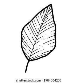 Free hand Sakura flower leaf vector, Beautiful line art Peach blossom leaves isolate on white background. Realistic hand drawn style.