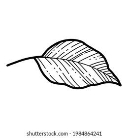 Free hand Sakura flower leaf vector, Beautiful line art Peach blossom leaves isolate on white background. Realistic hand drawn style.