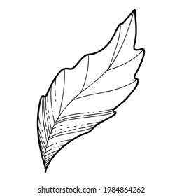 Vector de hoja de flores Sakura de mano libre, bella línea de arte Flor Peach hojas aisladas sobre fondo blanco. Estilo realista dibujado a mano.