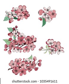 Free hand Sakura flower vector set, Beautiful line art Peach blossom isolate on white background.Japanese cherry blossom isolate set.