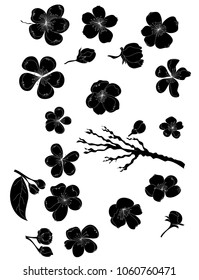 Free hand Sakura flower vector set, Beautiful line art Peach blossom isolate on white background.Japanese cherry blossom isolate set.