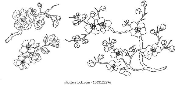 Free Hand Sakura Flower Vector Set, Beautiful Line Art Peach Blossom Isolate On White Background